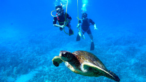 Coral World Ocean Park