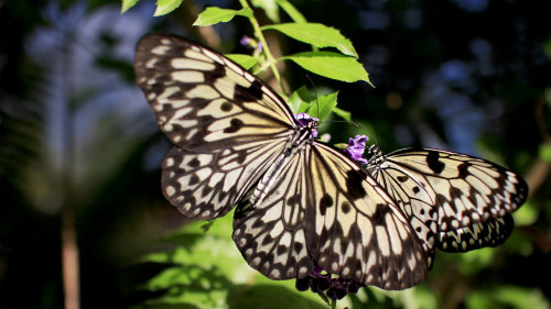 Butterfly Garden