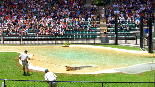 Australia Zoo Day Trip by Croc Express Coach