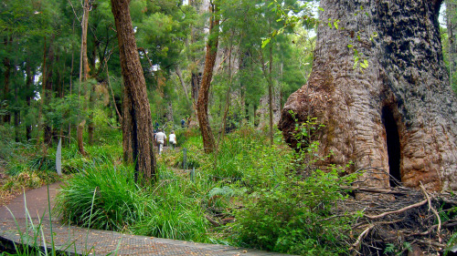 Valley of the Giants & Tree Top Walk Day Tour by Gray Line