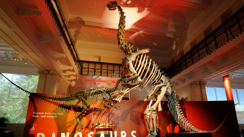 Australian Museum Admission