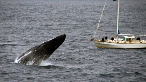 Eco Whale Watching Sailing Small Group Cruise