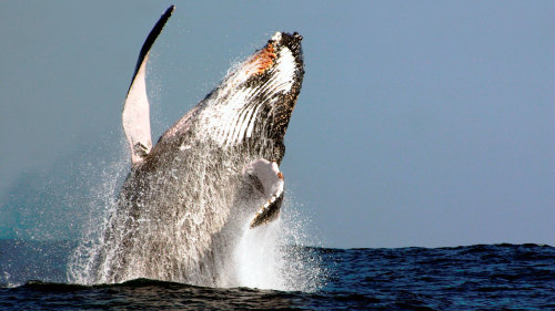 Whale-Watching Cruise with Lunch