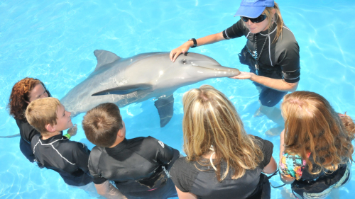 Dolphins & Seals Up-Close Experience