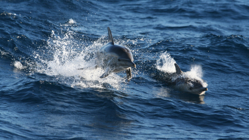 Port Stephens Dolphin Watching Tour by Colourful Trips