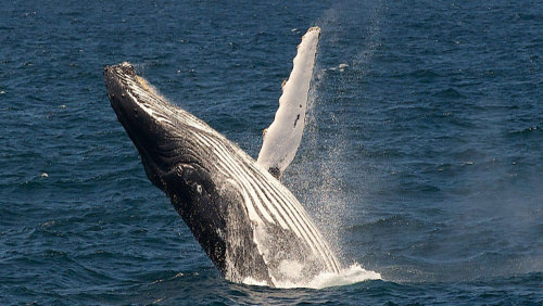 Whale Watching Cruise by Captain Cook Cruises