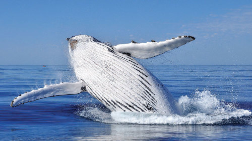 Whale Watching Cruise by Fantasea Adventure Cruising