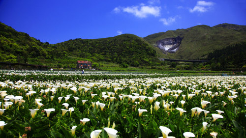 Yangmingshan National Park & Hot Springs Tour by Edison Travel