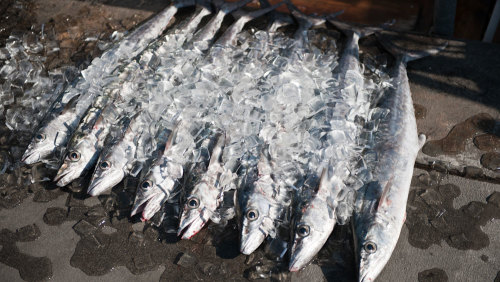 Deep Sea Fishing off Clearwater Beach