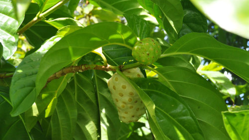 Spices, Teas & Herbs Garden Tour