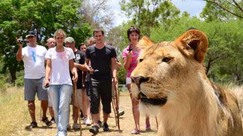 Walk with Lions at Casela Nature Park