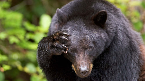 Clayoquot Sound Bear Watching from Tofino