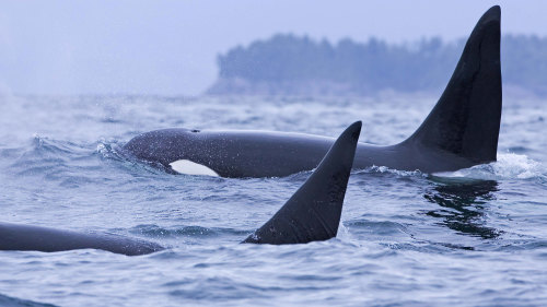 Whale Watching from Tofino