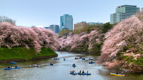 Tokyo Afternoon Tour