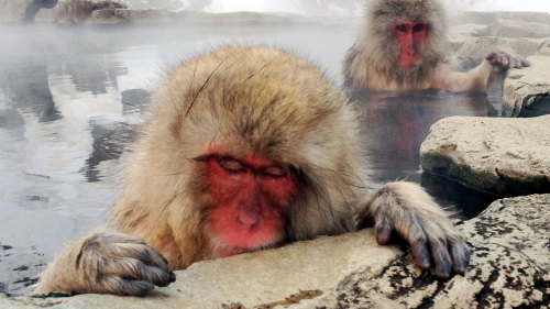Private 3-Day Snow Monkeys Tour by Bashukways Travel