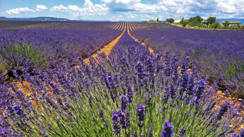 Lavender Tour on the Valensole Plateau