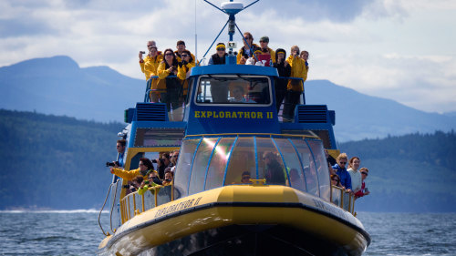 Vancouver Whale Watch: Whale-Watching Tour