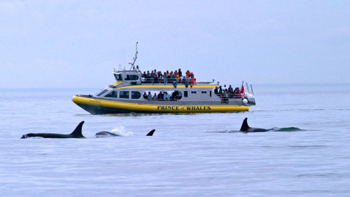 Whale Watching & Wildlife Cruiser Tour