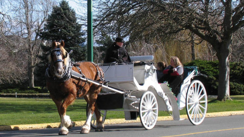 Horse-Drawn Carriage by the Sea Tour