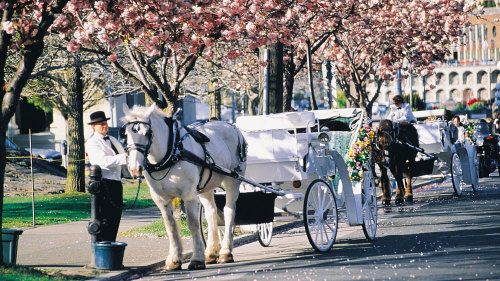 Horse-Drawn Carriage Ride in Beacon Hill Park