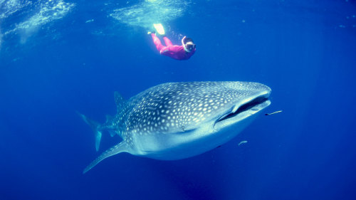 Whale Shark Tour with Snorkeling & Lunch