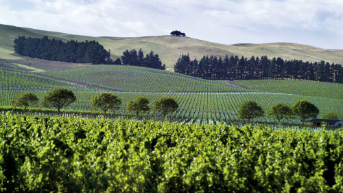 Waipara Valley Wine Half-Day Tour