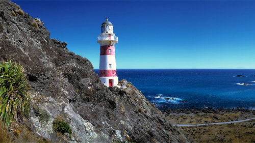 Palliser Bay Seal Colony Tour