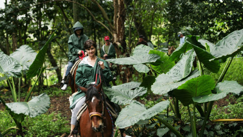 Rainforest & Valleys on Horseback