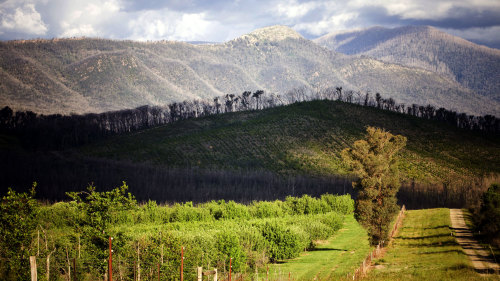 Yarra Valley Café Bus Tour